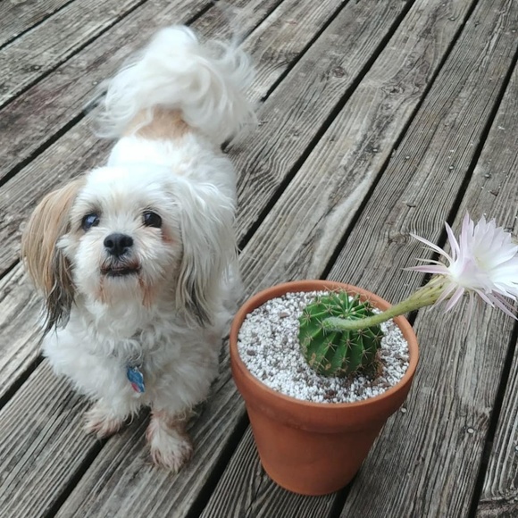 Stop And Smell The Succulents! - Picture 4 of 4